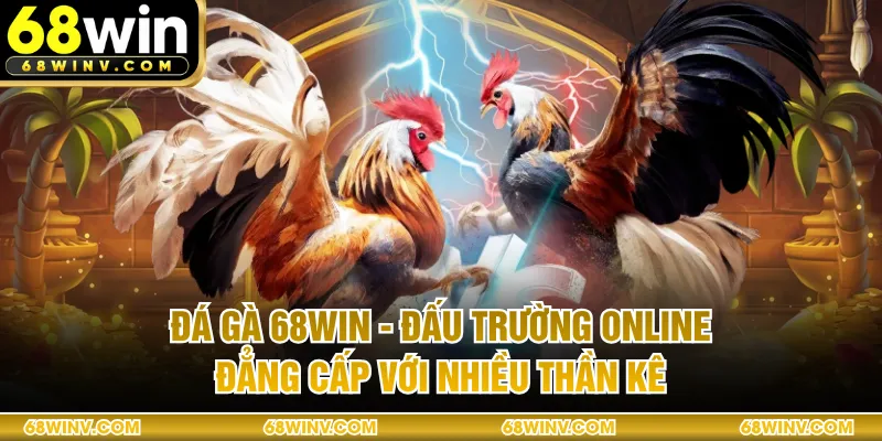 Đá Gà 68WIN - Đấu Trường Online Đẳng Cấp Với Nhiều Thần Kê